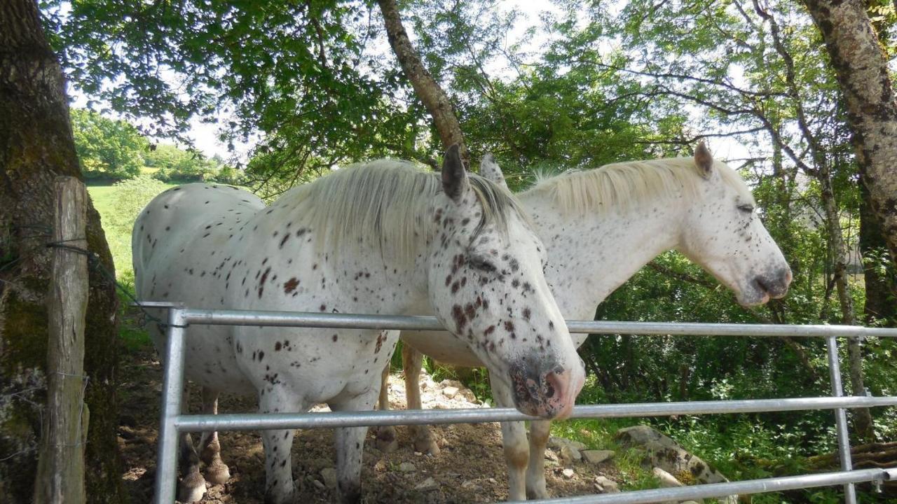 Appaloosa Villa Lormes Exterior foto